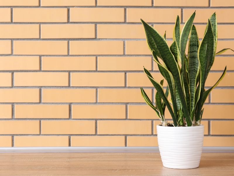Low maintenance indoor plants for living room