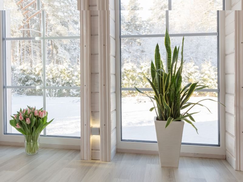 Low light indoor plants in winter
