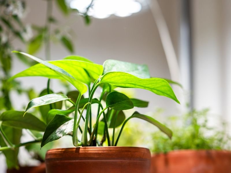Indoor plants with low light and no sunlight