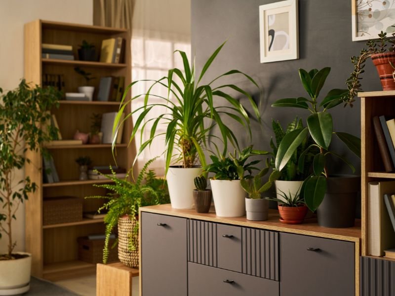 Best indoor plants for low light