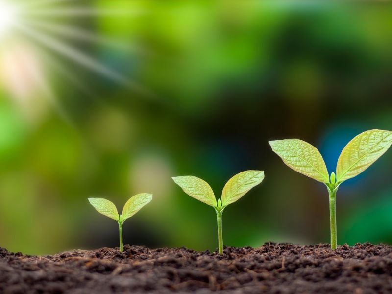 How much space do plants need to grow