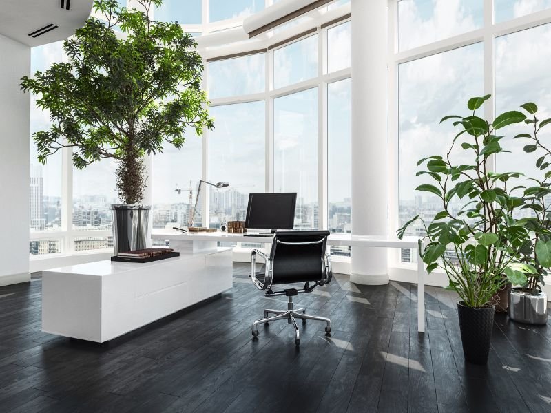 Indoor plants in office room