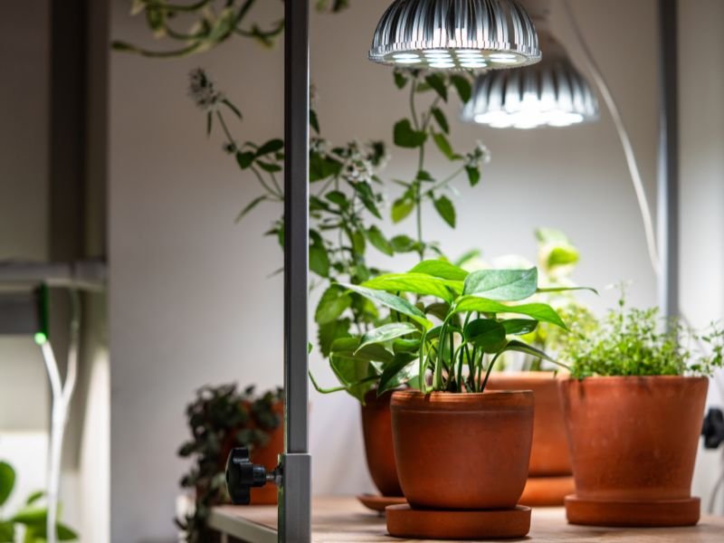 Indoor plants in office without sunlight