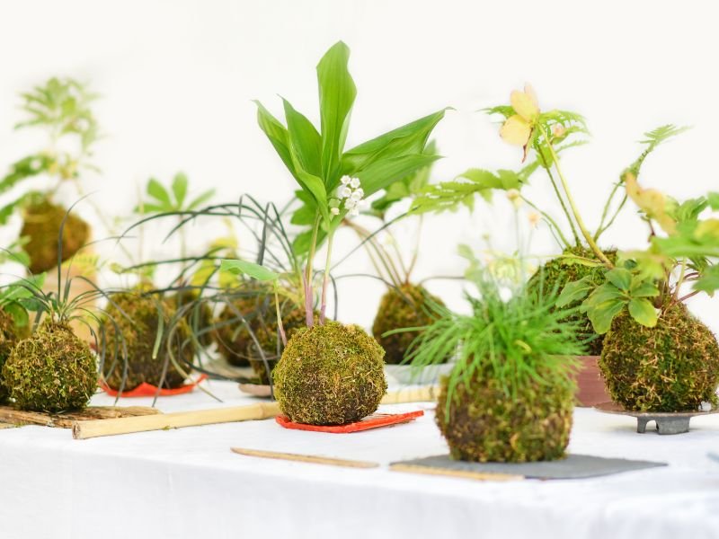 How to have plants in a small room