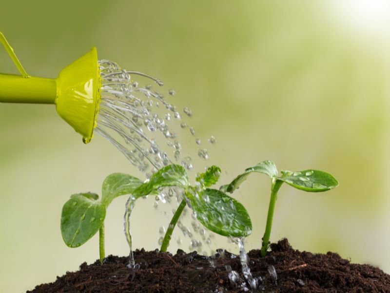 How to grow plants in a small space