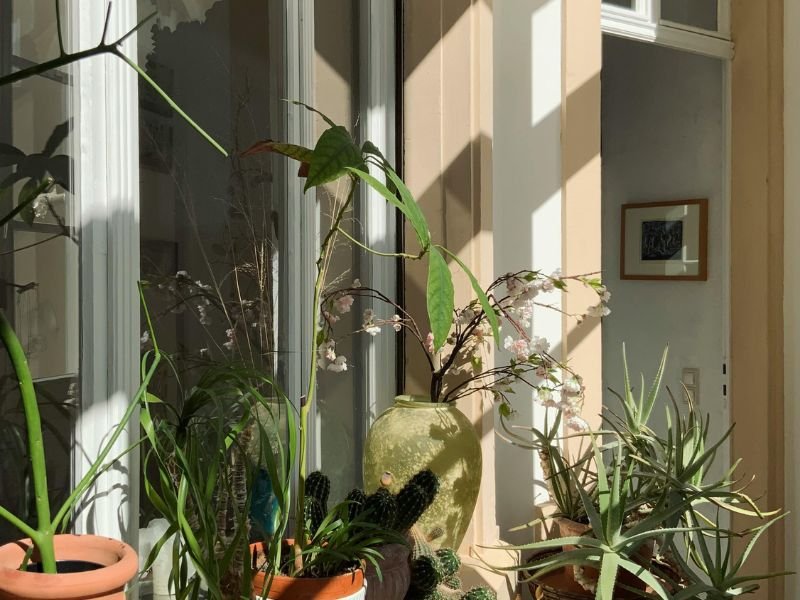 How to arrange plants in a small space